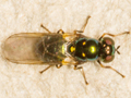 Microchrysa polita